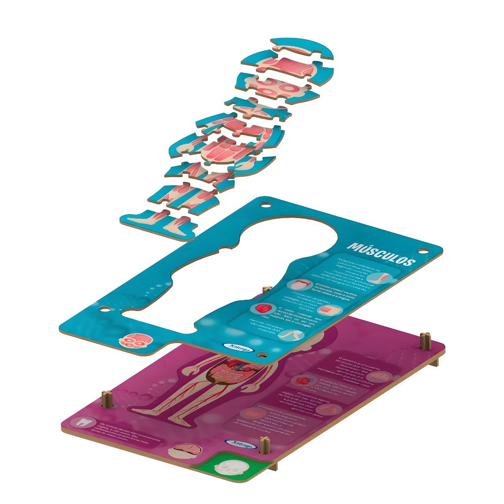 Steam Educativo Corpo Humano - Xalingo